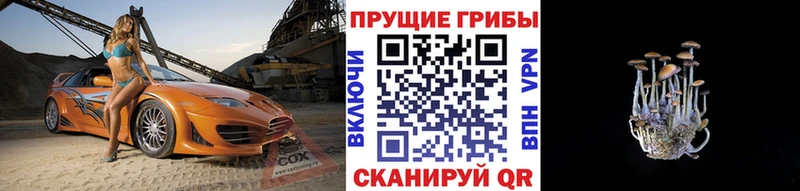 купить  цена  Кизляр  Псилоцибиновые грибы Psilocybe 